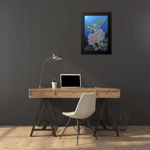 Indonesia, Papua, SE Misool Fish and coral Black Modern Wood Framed Art Print by Shimlock, Jones