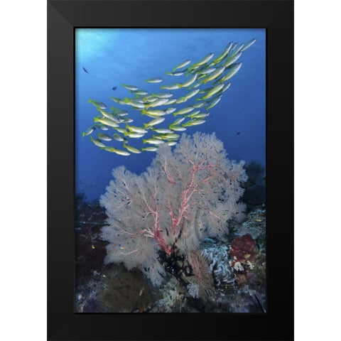 Indonesia, Papua, SE Misool Fish and coral Black Modern Wood Framed Art Print by Shimlock, Jones