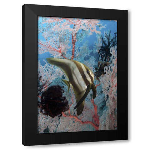 Indonesia, Papua, SE Misool Fish and coral Black Modern Wood Framed Art Print by Shimlock, Jones