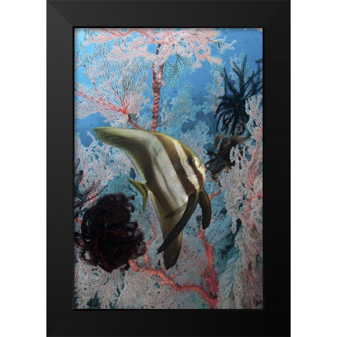 Indonesia, Papua, SE Misool Fish and coral Black Modern Wood Framed Art Print by Shimlock, Jones