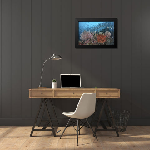 Indonesia, Papua, SE Misool Fish and coral Black Modern Wood Framed Art Print by Shimlock, Jones