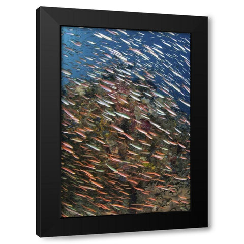 Indonesia, Raja Ampat Underwater fish and coral Black Modern Wood Framed Art Print with Double Matting by Shimlock, Jones