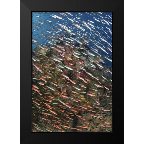 Indonesia, Raja Ampat Underwater fish and coral Black Modern Wood Framed Art Print by Shimlock, Jones