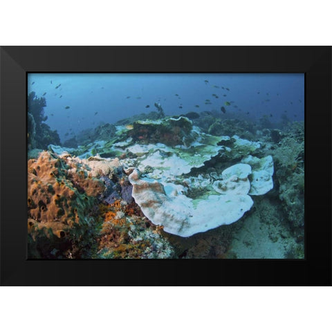 Indonesia, Papua, Raja Ampat Damaged reef Black Modern Wood Framed Art Print by Shimlock, Jones