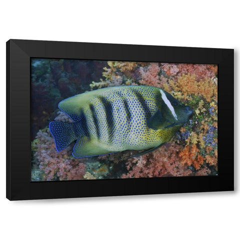 Indonesia, Raja Ampat Underwater fish and coral Black Modern Wood Framed Art Print by Shimlock, Jones