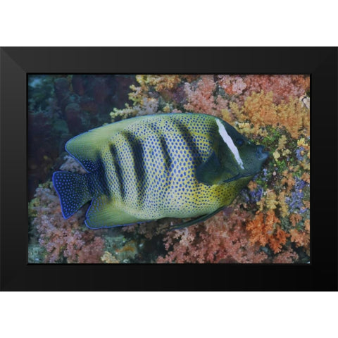 Indonesia, Raja Ampat Underwater fish and coral Black Modern Wood Framed Art Print by Shimlock, Jones