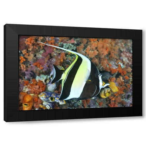 Indonesia, Papua Moorish idolfish and coral Black Modern Wood Framed Art Print by Shimlock, Jones
