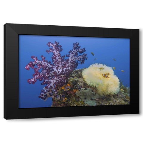 Indonesia, Raja Ampat Underwater fish and coral Black Modern Wood Framed Art Print with Double Matting by Shimlock, Jones