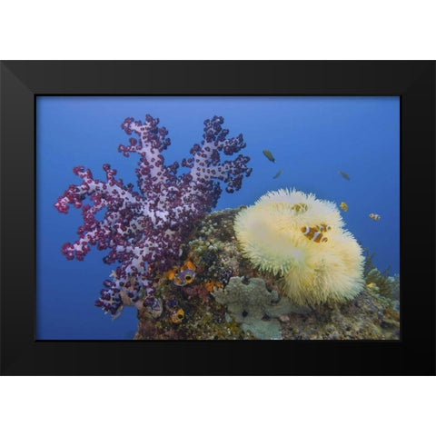 Indonesia, Raja Ampat Underwater fish and coral Black Modern Wood Framed Art Print by Shimlock, Jones