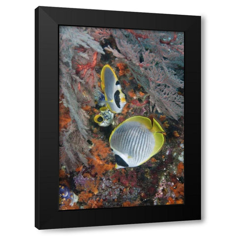 Indonesia, Raja Ampat Underwater fish and coral Black Modern Wood Framed Art Print with Double Matting by Shimlock, Jones