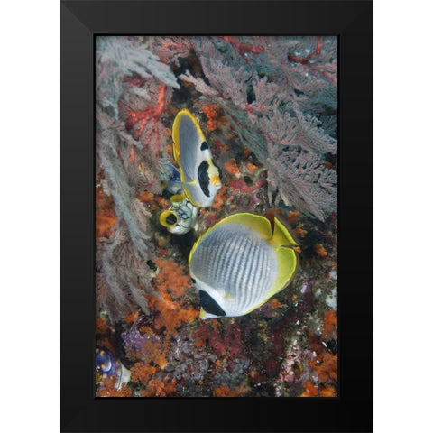 Indonesia, Raja Ampat Underwater fish and coral Black Modern Wood Framed Art Print by Shimlock, Jones