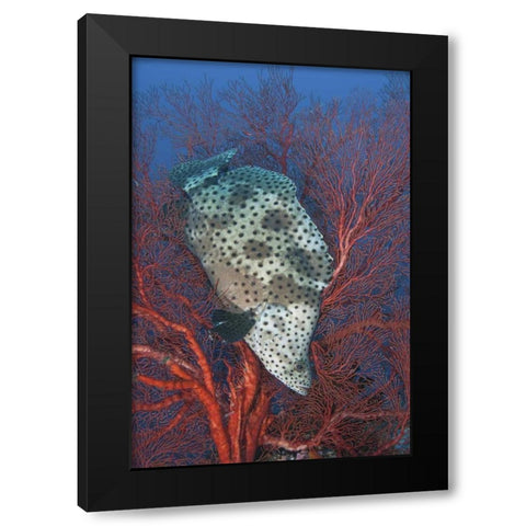 Indonesia, Raja Ampat Underwater fish and coral Black Modern Wood Framed Art Print with Double Matting by Shimlock, Jones