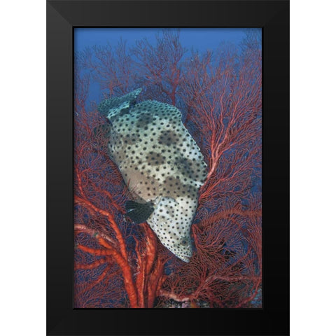 Indonesia, Raja Ampat Underwater fish and coral Black Modern Wood Framed Art Print by Shimlock, Jones