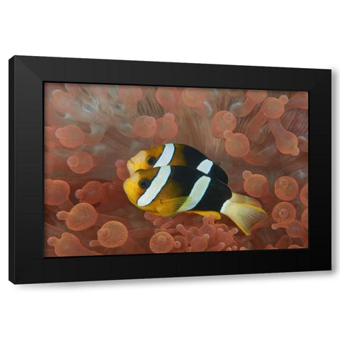 Indonesia, Papua Anemonefish in an anemone Black Modern Wood Framed Art Print by Shimlock, Jones