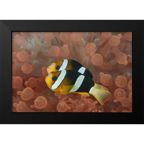 Indonesia, Papua Anemonefish in an anemone Black Modern Wood Framed Art Print by Shimlock, Jones