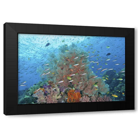 Indonesia, Raja Ampat Underwater fish and coral Black Modern Wood Framed Art Print with Double Matting by Shimlock, Jones