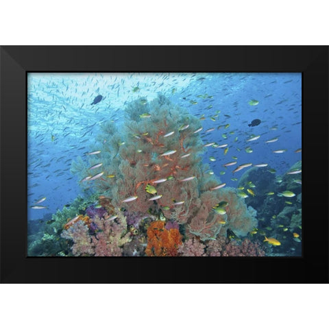 Indonesia, Raja Ampat Underwater fish and coral Black Modern Wood Framed Art Print by Shimlock, Jones