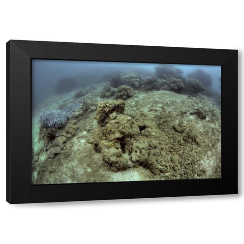 Indonesia, Papua, Raja Ampat Damaged reef Black Modern Wood Framed Art Print with Double Matting by Shimlock, Jones