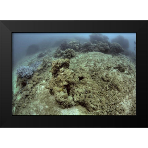 Indonesia, Papua, Raja Ampat Damaged reef Black Modern Wood Framed Art Print by Shimlock, Jones