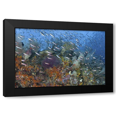 Indonesia, Raja Ampat Underwater fish and coral Black Modern Wood Framed Art Print by Shimlock, Jones