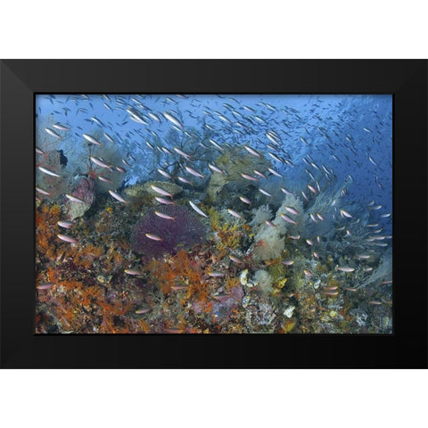 Indonesia, Raja Ampat Underwater fish and coral Black Modern Wood Framed Art Print by Shimlock, Jones