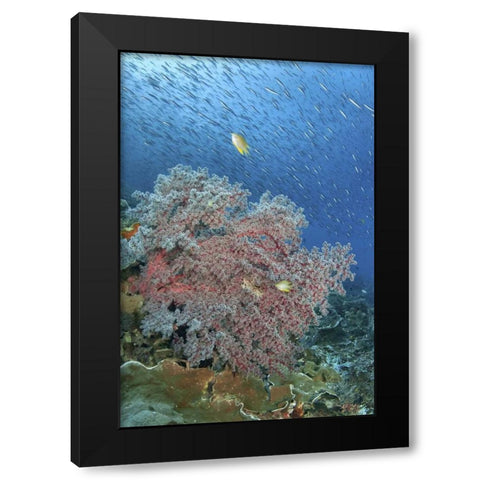 Indonesia, Raja Ampat Underwater fish and coral Black Modern Wood Framed Art Print with Double Matting by Shimlock, Jones