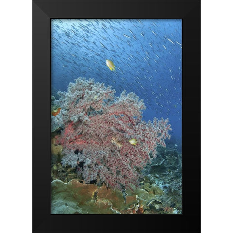 Indonesia, Raja Ampat Underwater fish and coral Black Modern Wood Framed Art Print by Shimlock, Jones