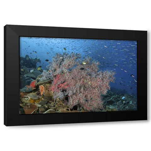 Indonesia, Raja Ampat Underwater fish and coral Black Modern Wood Framed Art Print by Shimlock, Jones