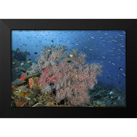 Indonesia, Raja Ampat Underwater fish and coral Black Modern Wood Framed Art Print by Shimlock, Jones