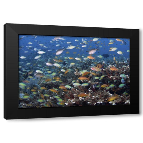 Indonesia, Raja Ampat Underwater fish and coral Black Modern Wood Framed Art Print with Double Matting by Shimlock, Jones