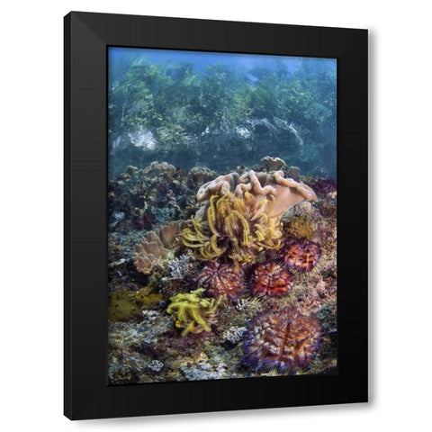 Indonesia, Raja Ampat Underwater fish and coral Black Modern Wood Framed Art Print by Shimlock, Jones