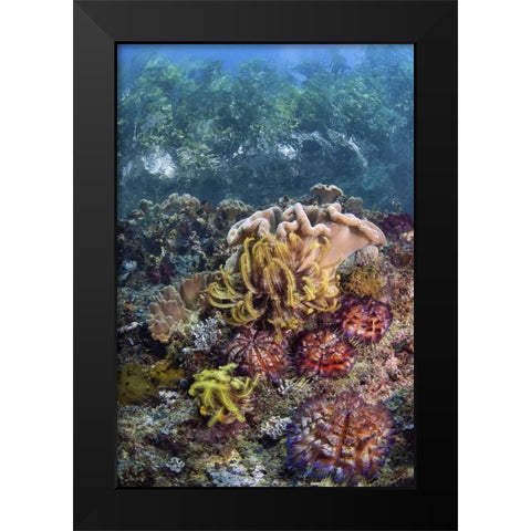 Indonesia, Raja Ampat Underwater fish and coral Black Modern Wood Framed Art Print by Shimlock, Jones