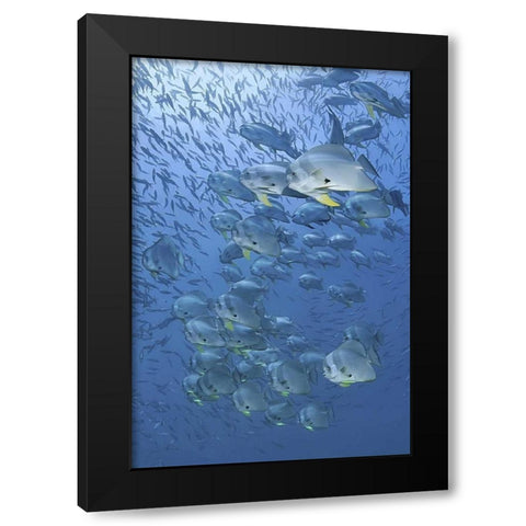 Indonesia, Papua, Raja Ampat Schooling batfish Black Modern Wood Framed Art Print with Double Matting by Shimlock, Jones