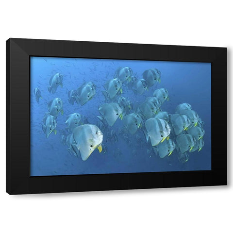 Indonesia, Papua, Raja Ampat Schooling batfish Black Modern Wood Framed Art Print with Double Matting by Shimlock, Jones