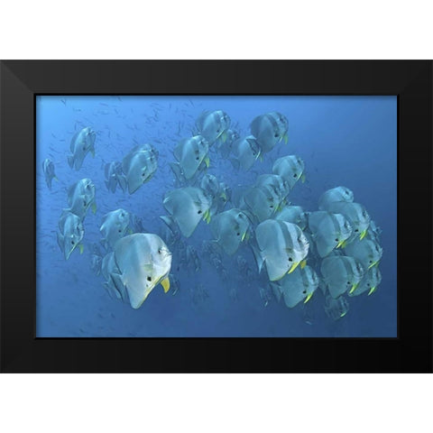 Indonesia, Papua, Raja Ampat Schooling batfish Black Modern Wood Framed Art Print by Shimlock, Jones