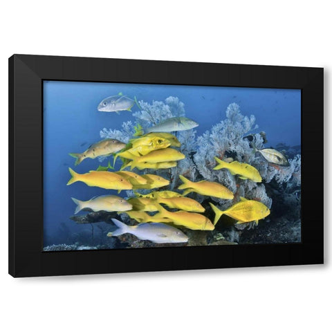 Indonesia, Raja Ampat Underwater fish and coral Black Modern Wood Framed Art Print with Double Matting by Shimlock, Jones