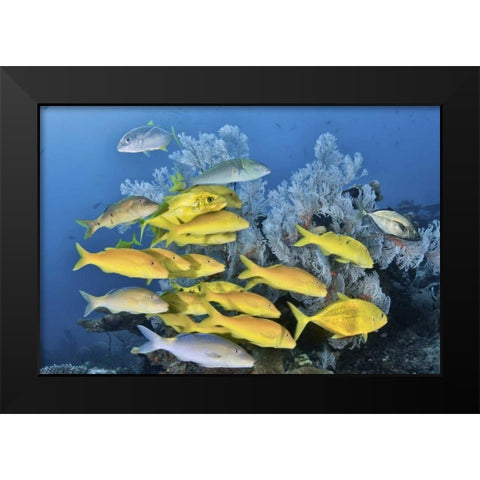 Indonesia, Raja Ampat Underwater fish and coral Black Modern Wood Framed Art Print by Shimlock, Jones