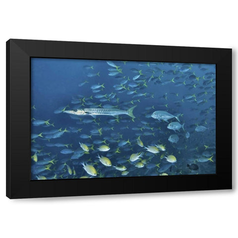 Indonesia, Papua, Raja Ampat Schooling fish Black Modern Wood Framed Art Print by Shimlock, Jones