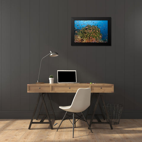 Indonesia, Komodo NP Fish and hard coral Black Modern Wood Framed Art Print by Shimlock, Jones