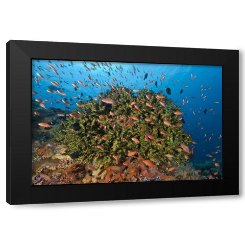 Indonesia, Komodo NP Fish and hard coral Black Modern Wood Framed Art Print with Double Matting by Shimlock, Jones