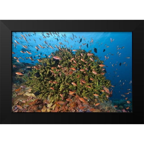 Indonesia, Komodo NP Fish and hard coral Black Modern Wood Framed Art Print by Shimlock, Jones