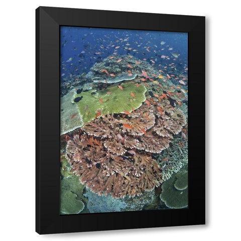 Indonesia, Komodo NP, Tatawa Kecil Fish swimming Black Modern Wood Framed Art Print by Shimlock, Jones