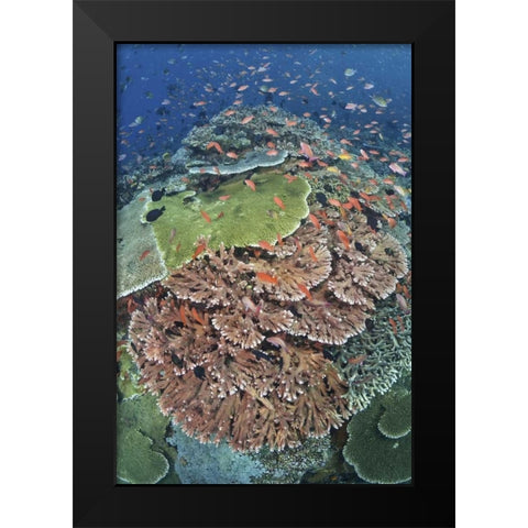 Indonesia, Komodo NP, Tatawa Kecil Fish swimming Black Modern Wood Framed Art Print by Shimlock, Jones