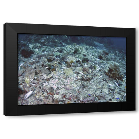 Indonesia, Papua, Fam, Penemu Islands Dead Reefs Black Modern Wood Framed Art Print with Double Matting by Shimlock, Jones