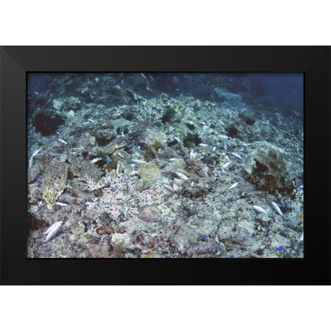 Indonesia, Papua, Fam, Penemu Islands Dead Reefs Black Modern Wood Framed Art Print by Shimlock, Jones