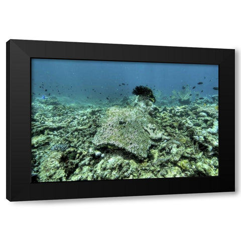 Indonesia, Papua, Raja Ampat Damaged reef Black Modern Wood Framed Art Print by Shimlock, Jones
