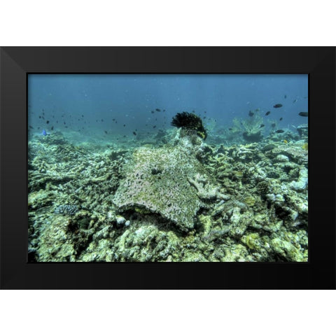 Indonesia, Papua, Raja Ampat Damaged reef Black Modern Wood Framed Art Print by Shimlock, Jones