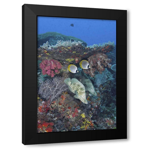 Indonesia, Papua, SE Misool Fish and coral Black Modern Wood Framed Art Print with Double Matting by Shimlock, Jones