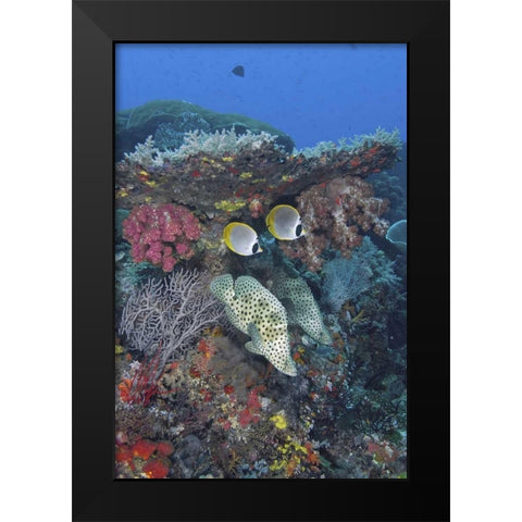 Indonesia, Papua, SE Misool Fish and coral Black Modern Wood Framed Art Print by Shimlock, Jones