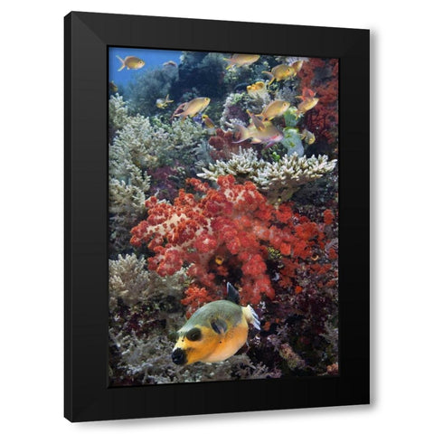 Indonesia, Papua, SE Misool Fish and coral Black Modern Wood Framed Art Print by Shimlock, Jones